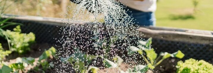 Person gießt Gemüsebeet mit Gießkanne